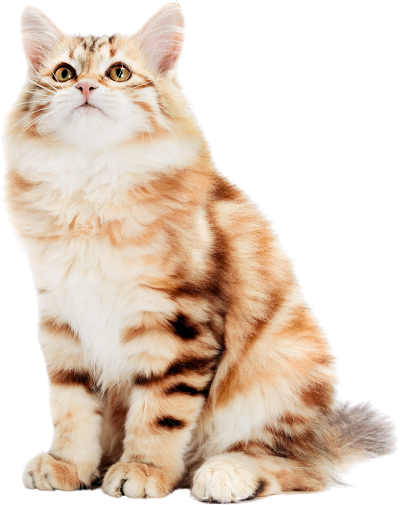 Salihli Veteriner Kliniği - Kedi Görseli 1