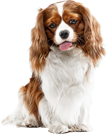 Salihli Veteriner Kliniği - Kedi Görseli 2