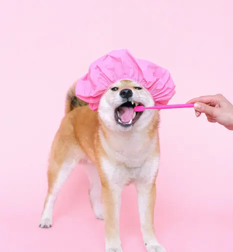 Salihli Veteriner Kliniği - Pet Kuaför ve Bakım Hizmeti